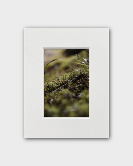 Fotografie Moos 2 - Anna Fiederling Mein Shop