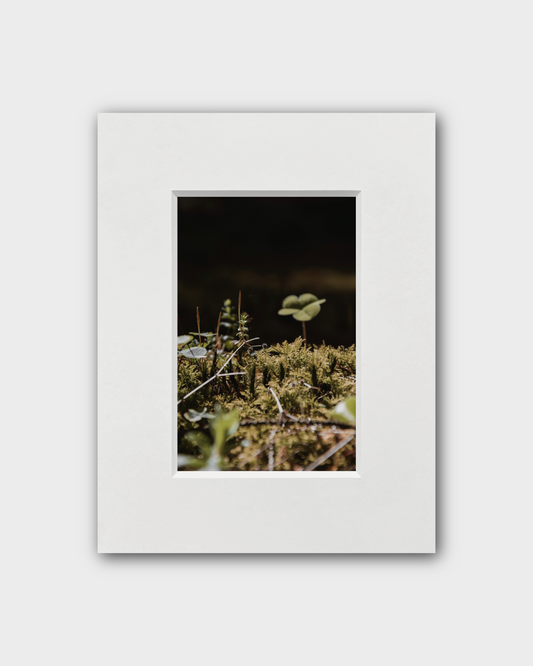Fotografie Moos 1 - Anna Fiederling Mein Shop