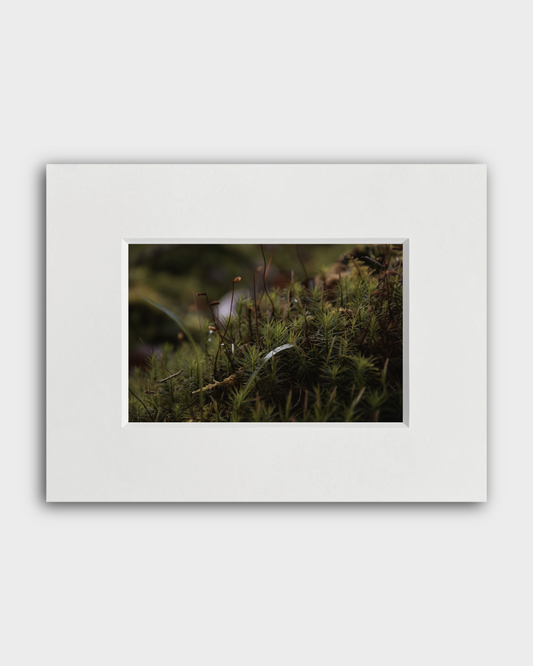 Fotografie Moos 3 - Anna Fiederling
