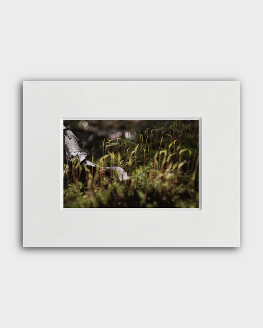 Fotografie Moos 4 - Anna Fiederling Mein Shop